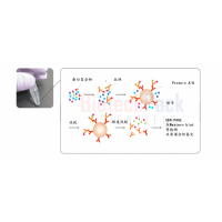 蛋白質(zhì)相互作用分析