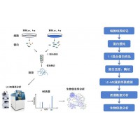 基于SILAC或Dimethyl標(biāo)記的定量蛋白組分析